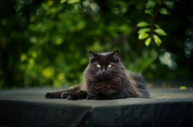 cat services